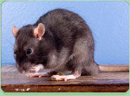 rat control Stanley