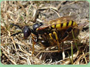 wasp control Stanley